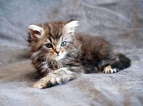 Pep am 11. Mai  2025